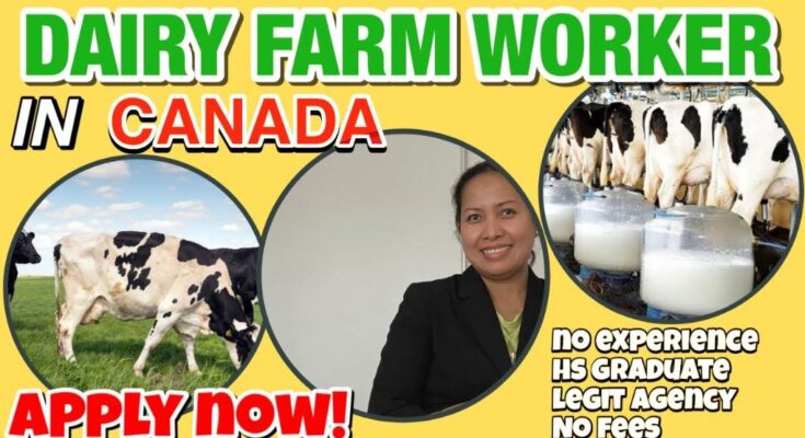 Dairy farm worker Jobs Hiring In Canada 2024