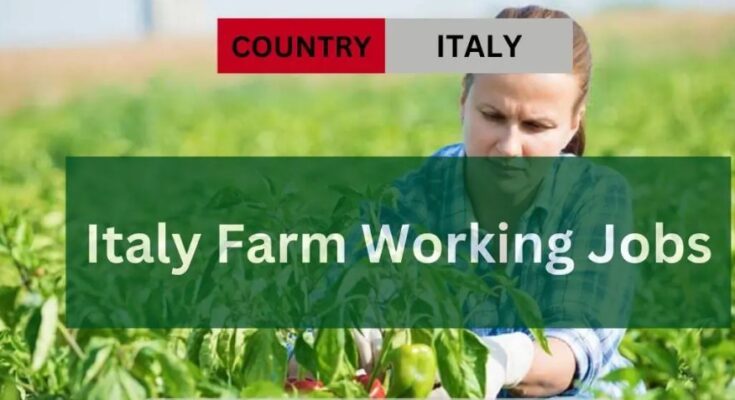 Visa Sponsorship Jobs in Italy - Farm workers - 2024